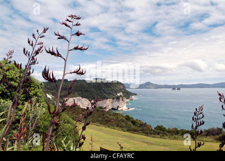 Nuova Zelanda, Isola del nord, la Penisola di Coromandel, albero pohutukawa, i fiori rossi appaiono intorno al tempo di Natale Foto Stock