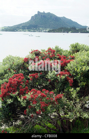 Nuova Zelanda, Isola del nord, la Penisola di Coromandel, albero pohutukawa, i fiori rossi appaiono intorno al tempo di Natale Foto Stock