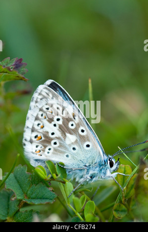 Chalkhill blue butterfly Foto Stock