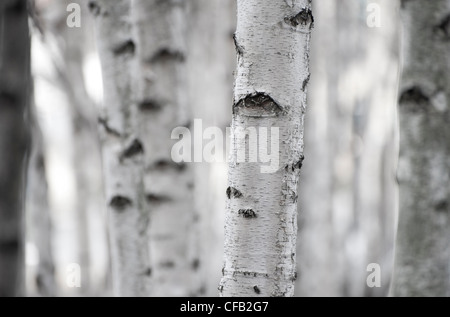 tronchi di betulla in legno, londra, inghilterra Foto Stock
