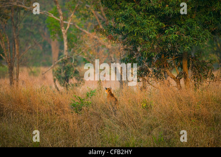 Tigre del Bengala caccia, Bandhavgarh National Park, Madhya Pradesh, India Foto Stock