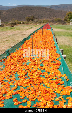 Le albicocche di essiccazione su una piccola azienda agricola a Montagu nella Western Cape Sud Africa Foto Stock