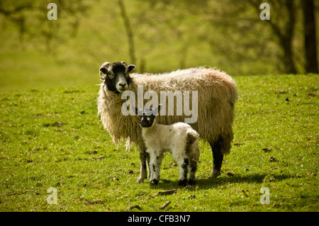 Vista laterale di una pecora di Swaledale con il suo agnello guardando verso la macchina fotografica nella giornata di primavera soleggiata. Foto Stock