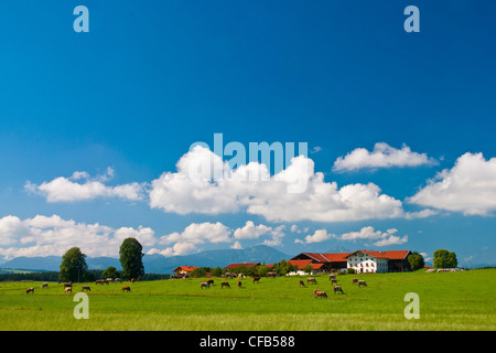 L'Europa, in Germania, in Baviera, Baviera, Chiemgau, Traunstein, Kammer, Alterfing, riposo, tempo di ricambio, turismo, vacanze, macchine per l'agricol Foto Stock