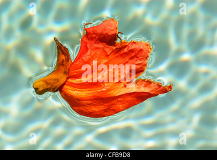 Rosso brillante fiore morto galleggiante sulla superficie di un azzurro piscina Foto Stock