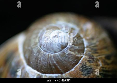 Chiusura del guscio di lumaca a spirale del. Foto Stock