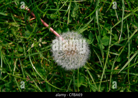 Tarassaco seme head sdraiati sull'erba. Foto Stock