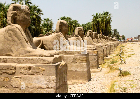 Viale di sfingi all'ingresso del grande tempio di Karnak dedicato al culto di Amon, nella città di Luxor in Egitto Foto Stock