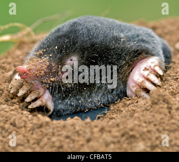 Mole (talpa europaea) animale che si vede raramente al di sopra del suolo. Foto Stock