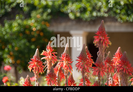 Red Hot poker fiori Foto Stock