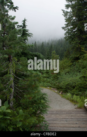 Una passerella percorso attraverso misty foresta pluviale temperata, British Columbia, Canada Foto Stock