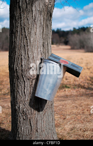 Raccolta di SAP da un albero di Acero in primavera. Foto Stock