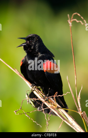 Maschio rosso-winged Blackbird Singing - Verde Cay zone umide - Boynton Beach, Florida USA Foto Stock