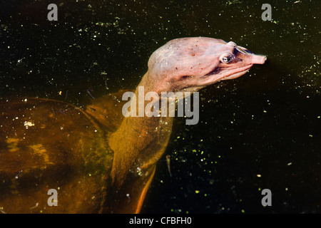Florida Softshell Turtle - Verde Cay zone umide - Boynton Beach, Florida USA Foto Stock