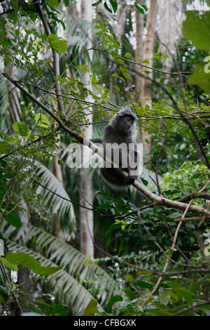 Proboscide scimmia nella foresta pluviale nel Bako National Park, Stati di Sarawak, nel Borneo, Malaysia Foto Stock