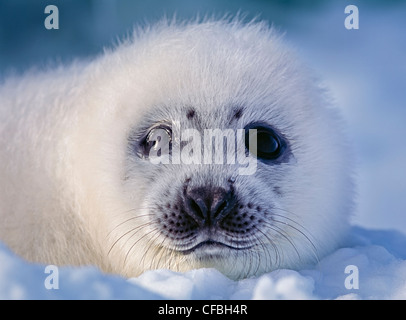 Wild arpa cucciolo di tenuta (guarnizione a doppio spiovente, Pagophilus groenlandicus) sul ghiaccio dell'Oceano Atlantico off la costa del Labrador in Canada Foto Stock