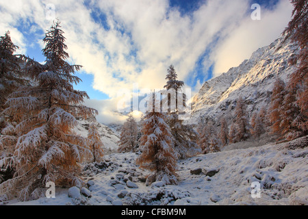 Arolla, Arolla valley, Arollatal, Montagne, Vista, Eringer valley, larice, larici, fresche, nevicata, neve, Blizzard, valley, Vala Foto Stock