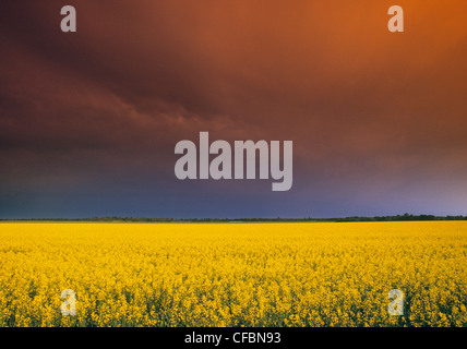 La Canola Field e storm sky Holland, Manitoba, Canada Foto Stock