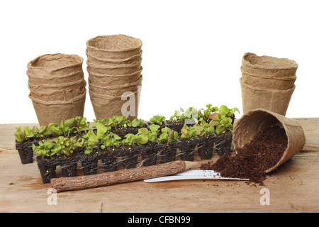 Piantina plug piante compost e fibra di vasi per piante su una panca in legno contro uno sfondo bianco Foto Stock