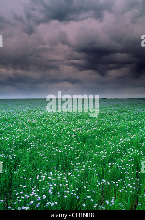 Campo di lino con nuvole temporalesche nei pressi di Regina, Saskatchewan, Canada Foto Stock