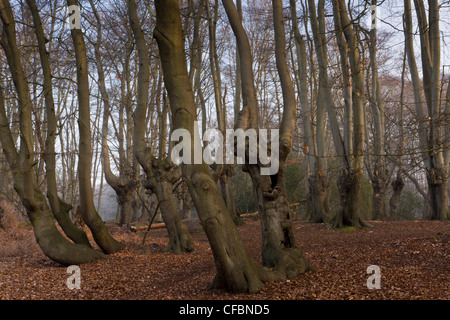 Antica pollards faggio in grande monaco legno, la Foresta di Epping. Londra. Foto Stock