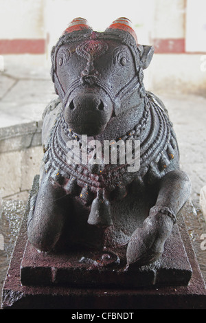 Nandi a Shri Koteshwar tempio situato tra il villaggio e arto Gove nel centro del fiume Krishna, Satara, Maharashtra, India Foto Stock