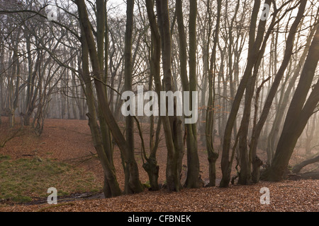 Antica pollards faggio in grande monaco legno, la Foresta di Epping. Londra. Foto Stock