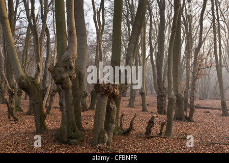 Antica pollards faggio in grande monaco legno, la Foresta di Epping. Londra. Foto Stock