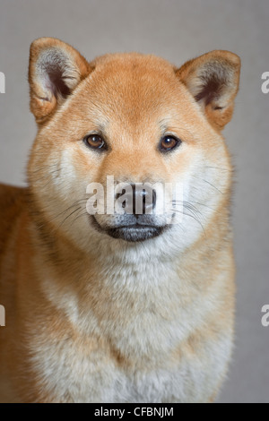 Ritratto di femmina adulta Shiba Inu cane Foto Stock