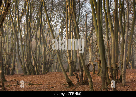 Antica pollards faggio in grande monaco legno, la Foresta di Epping. Londra. Foto Stock