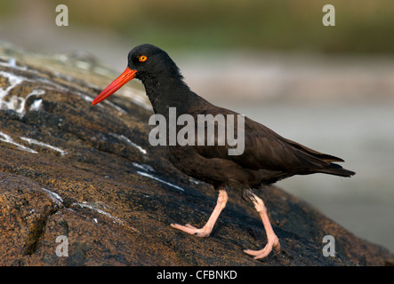 Nero (Oystercatcher Haematopus) sulla costa rocciosa off Victoria, Isola di Vancouver, British Columbia, Canada Foto Stock