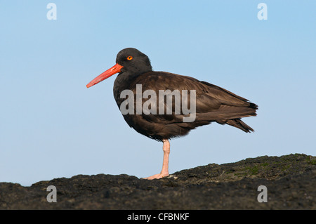 Nero (Oystercatcher Haematopus) sulla costa rocciosa off Victoria, Isola di Vancouver, British Columbia, Canada Foto Stock