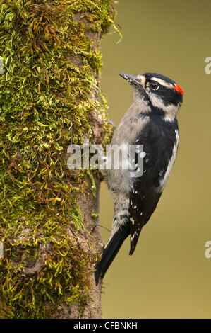 Maschio picchio roverella (Picoides pubescens) sul pesce persico del muschio a Victoria, Isola di Vancouver, British Columbia, Canada Foto Stock