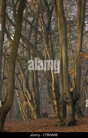 Antica pollards faggio in grande monaco legno, la Foresta di Epping. Londra. Foto Stock