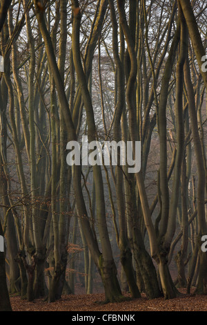 Antica pollards faggio in grande monaco legno, la Foresta di Epping. Londra. Foto Stock