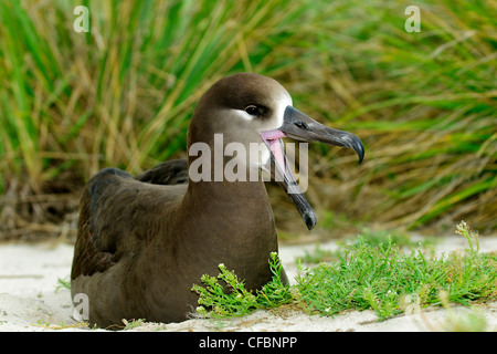 Adulto nero-footed albatross (Diomedea nigripes), Midway Atoll, Hawaii Foto Stock