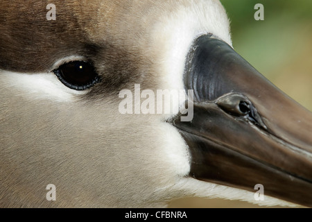 Adulto nero-footed albatross (Diomedea nigripes), Midway Atoll, Hawaii Foto Stock