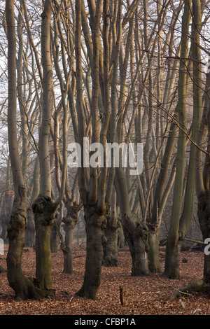 Antica pollards faggio in grande monaco legno, la Foresta di Epping. Londra. Foto Stock