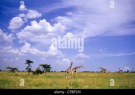 Giraffe (Giraffa camelopardalis) gruppo, riserva Masai Mara, Kenya, Africa orientale Foto Stock