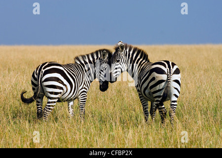 Pianure femmina zebre (Hippotigris quagga) reciprocamente toelettatura, riserva Masai Mara, Kenya, Africa orientale Foto Stock