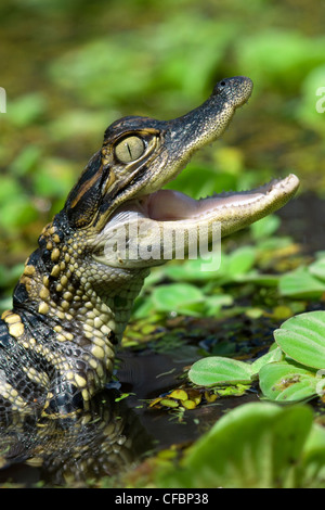 Hatchling coccodrillo americano (Alligator mississippiensis), Central Florida, Stati Uniti d'America. Foto Stock