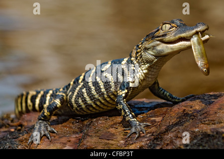 Hatchling coccodrillo americano (Alligator mississippiensis), Central Florida, Stati Uniti d'America. Foto Stock