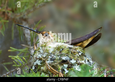 Femmina di incubazione rufous hummingbird (Selasphorus rufus), montagne rocciose, il Parco Nazionale di Jasper, Alberta, Canada Occidentale Foto Stock