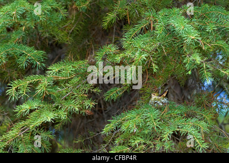 Femmina di incubazione rufous hummingbird (Selasphorus rufus), montagne rocciose, il Parco Nazionale di Jasper, Alberta, Canada Occidentale Foto Stock