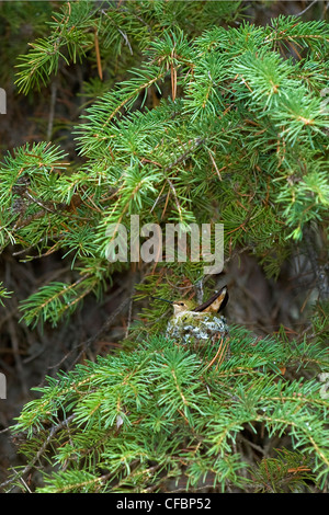 Femmina di incubazione rufous hummingbird (Selasphorus rufus), montagne rocciose, il Parco Nazionale di Jasper, Alberta, Canada Occidentale Foto Stock