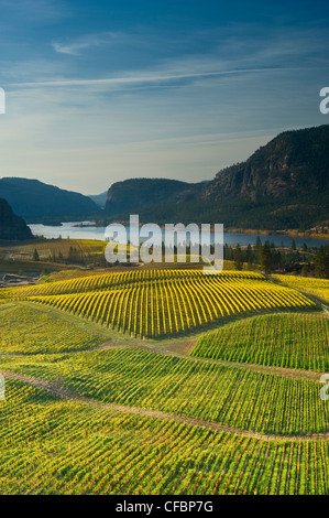 Blue Mountain vigneto in autunno, Okanagan Falls, Okanagan Valley, British Columbia, Canada Foto Stock