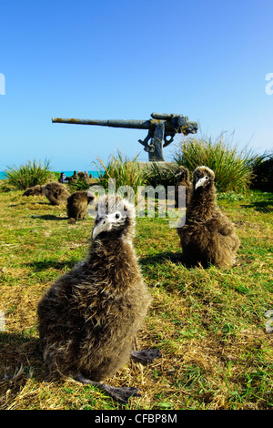 Laysan albatross pulcini (Diomedea immutabilis), Midway Atoll, Hawaii Foto Stock