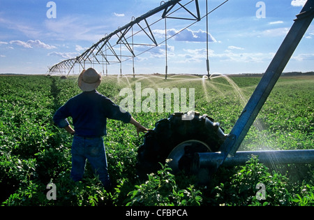 Un agricoltore che si affaccia a perno centrale del sistema di irrigazione irrigazione campo di patate vicino Holland, Manitoba, Canada Foto Stock