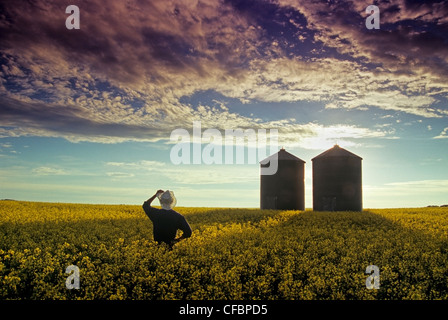 Un agricoltore si affaccia su una rigogliosa canola field con contenitori del cereale in background, Tiger colline, Manitoba, Canada Foto Stock