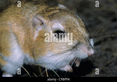 Adulto Ord il ratto canguro (Dipodomys ordii), southeastern Alberta, prateria Canada Foto Stock